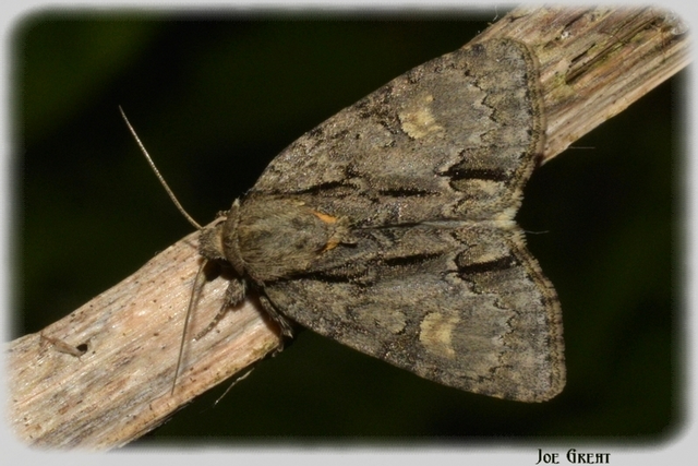 Acronicta strigosa - kis szigonyosbagoly