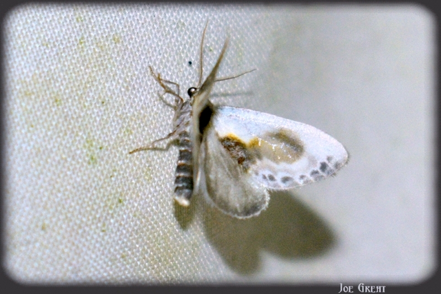 Cilix glaucata - törpe sarlósszövő