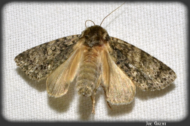 Acronicta rumicis - sóska-szigonyosbagoly