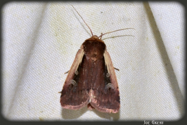 Ochropleura plecta - fehérszegélyű fűbagoly