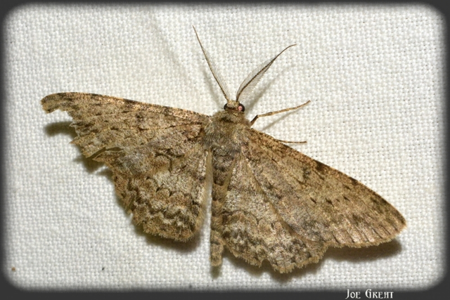 Hypomecis punctinalis - pettyes faaraszoló