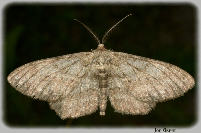 Hypomecis punctinalis - pettyes faaraszoló