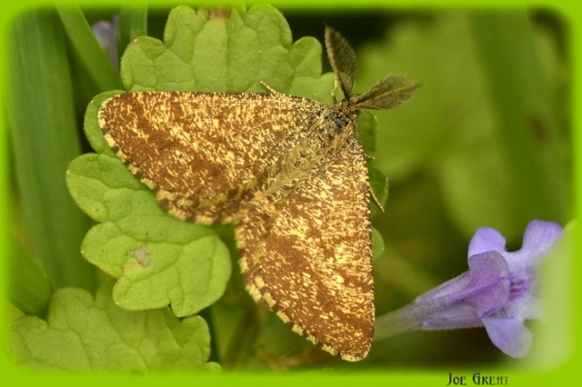 Ematurga atomaria - barna rétiaraszoló