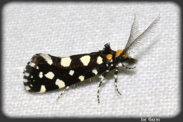 Euplocamus anthracinalis - fésűscsápú korhadékmoly