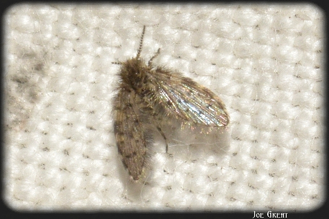 Diptera - Kétszárnyúak