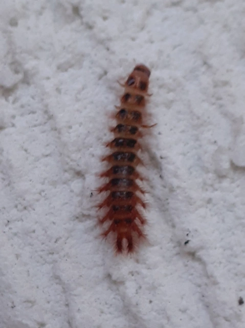 Drilus concolor - fekete csigabogár