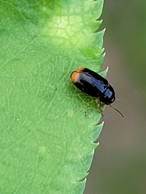 Cryptocephalus chrysopus - sárgavégű zömökbogár