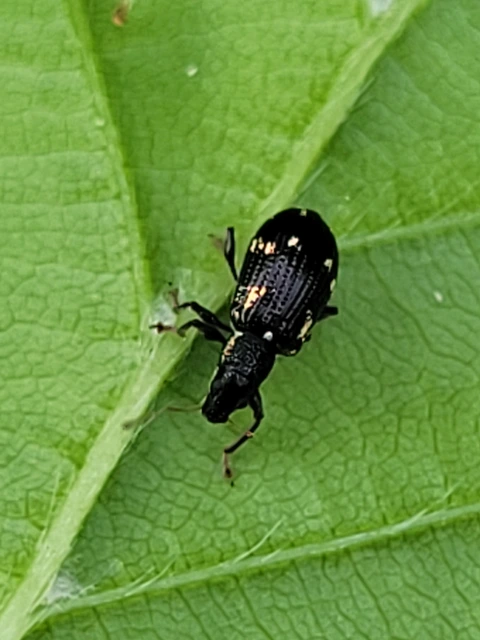 Polydrusus picus - pikkelyfoltos lombormányos
