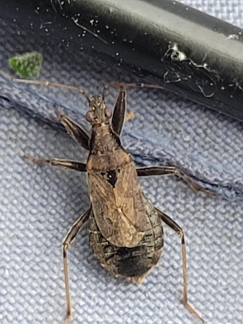 Himacerus