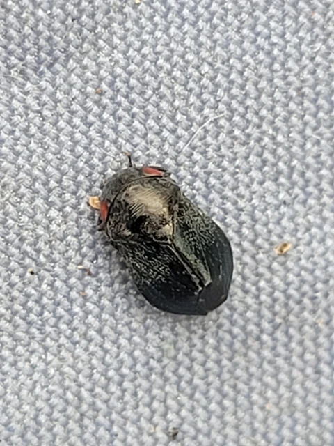 Penthimia nigra - fekete kabóca Penthimia nigra - fekete kabóca