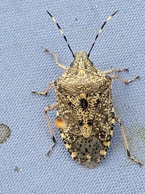 Rhaphigaster nebulosa - bencepoloska