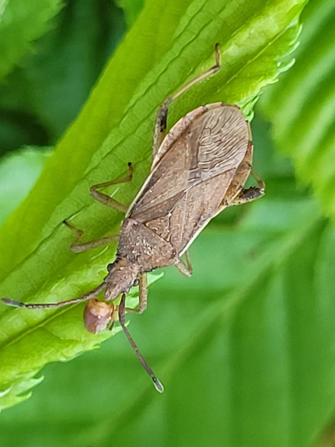 Ceraleptus lividus