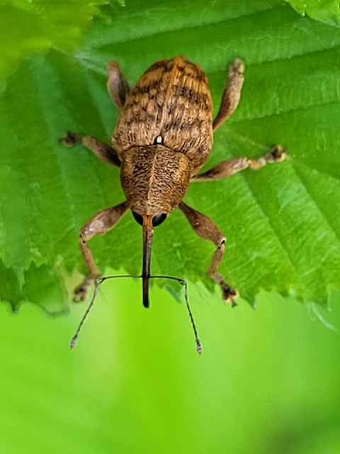 Curculio venosus - tarajos zsuzsóka