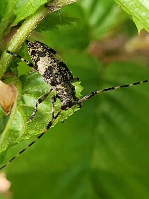 Leiopus nebulosus - öves gesztcincér