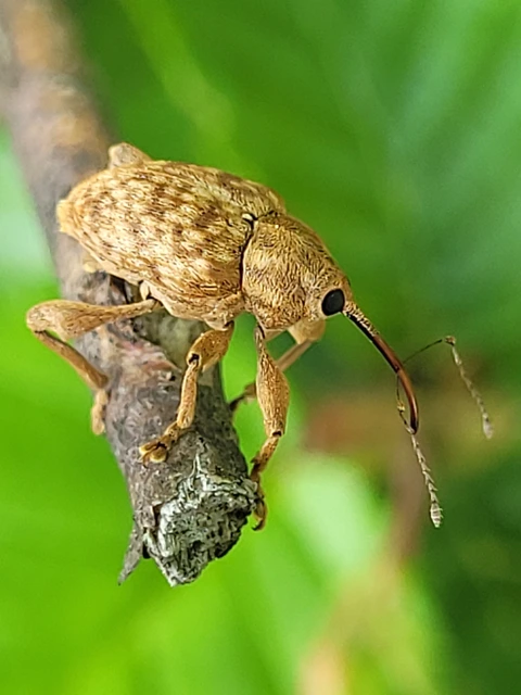 Curculio pellitus - makklikasztó zsuzsóka