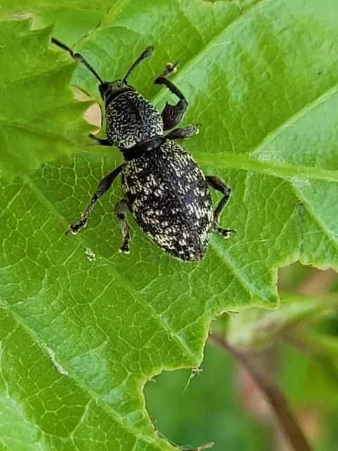 Otiorhynchus fullo - aranypikkelyes gyalogormányos