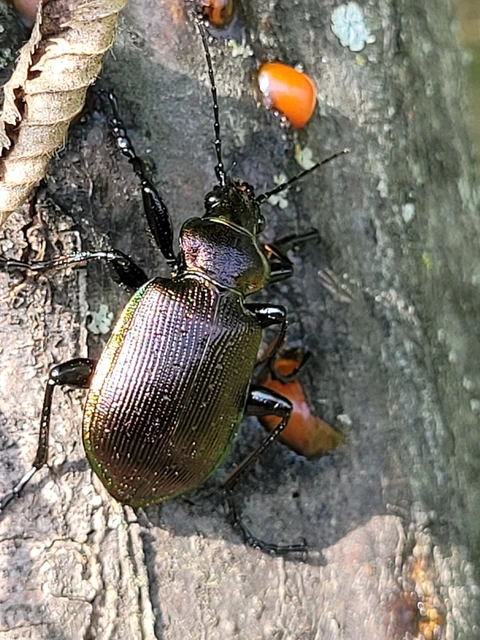 Calosoma inquisitor - kis bábrabló