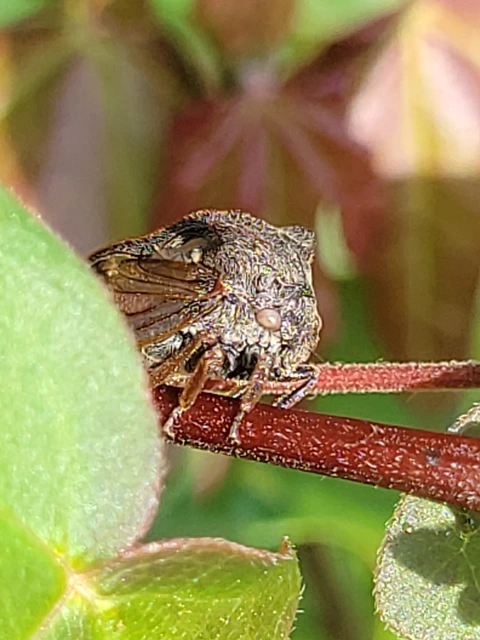 Centrotus cornutus - szarvaskabóca