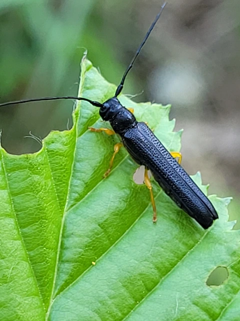 Oberea linearis - erdei mogyorócincér
