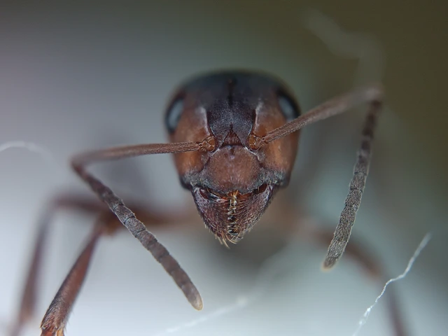 Formica sanguinea - vérvörös rablóhangya