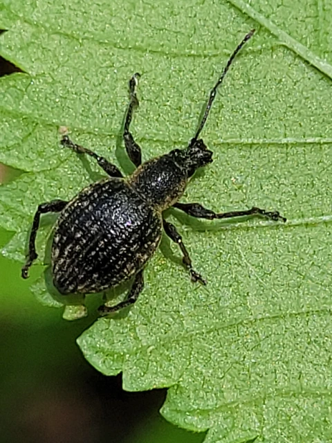 Otiorhynchus