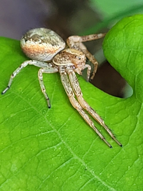 Xysticus