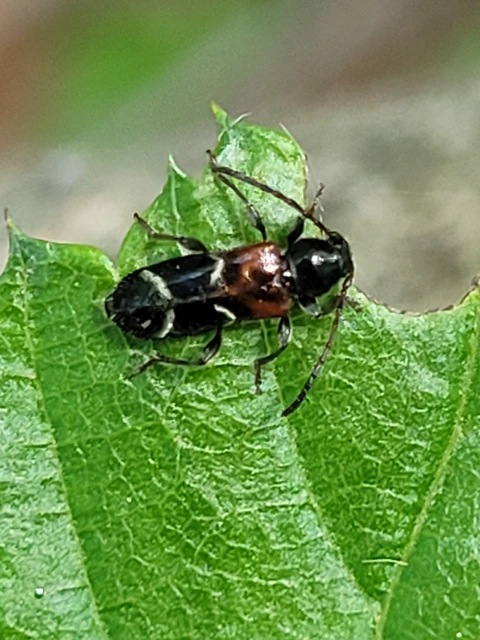 Phymatodes alni - apró háncscincér Phymatodes alni - apró háncscincér