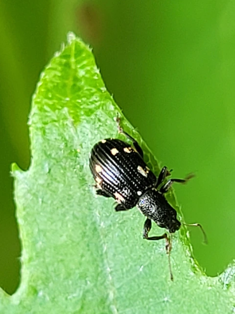 Polydrusus picus - pikkelyfoltos lombormányos