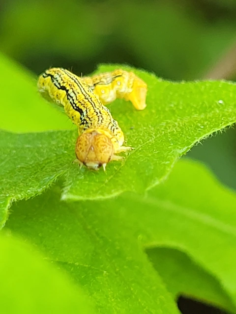 Erannis defoliaria - nagy téliaraszoló