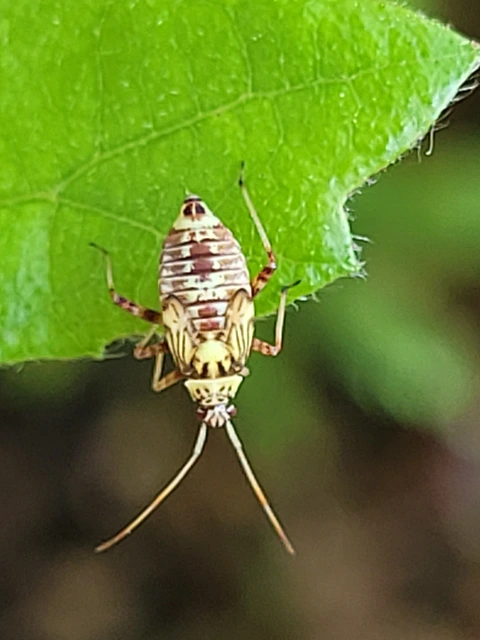 Rhabdomiris striatellus - zebra-mezeipoloska