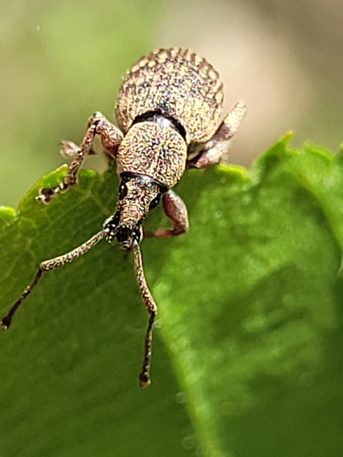 Otiorhynchus