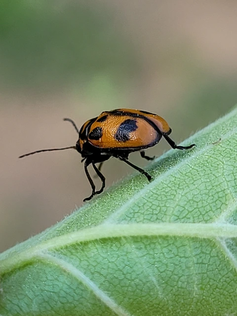 Cryptocephalus sexpunctatus - hatfoltos zömökbogár Cryptocephalus sexpunctatus - hatfoltos zömökbogár