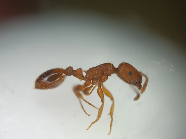 Temnothorax clypeatus - rozsdás kéreghangya