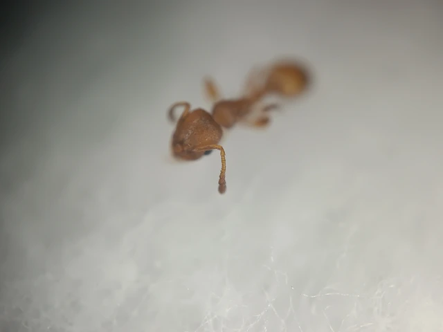 Temnothorax unifasciatus - gyűrűs kéreghangya