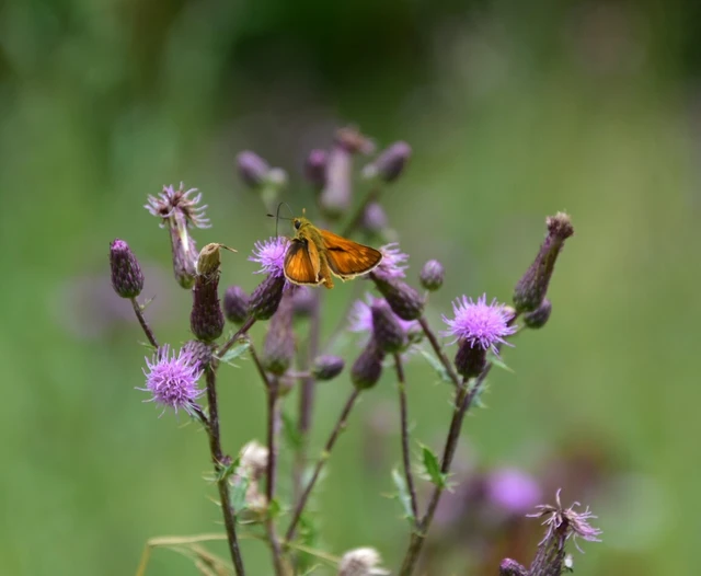 Ochlodes sylvanus - erdei busalepke