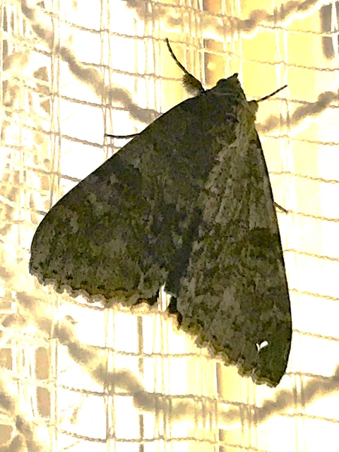 Catocala nupta - piros övesbagoly