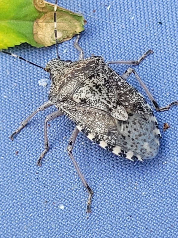 Rhaphigaster nebulosa - bencepoloska