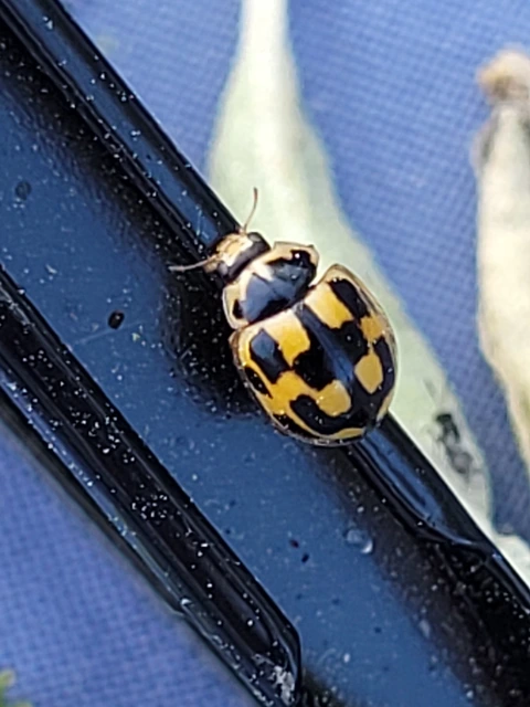 Propylea quatuordecimpunctata - tizennégypettyes füsskata