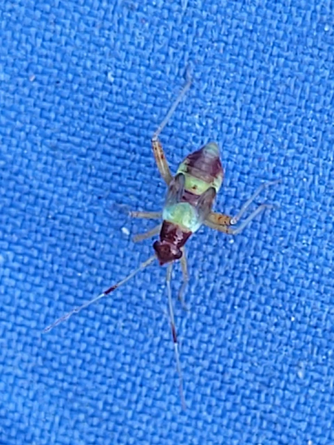 Closterotomus