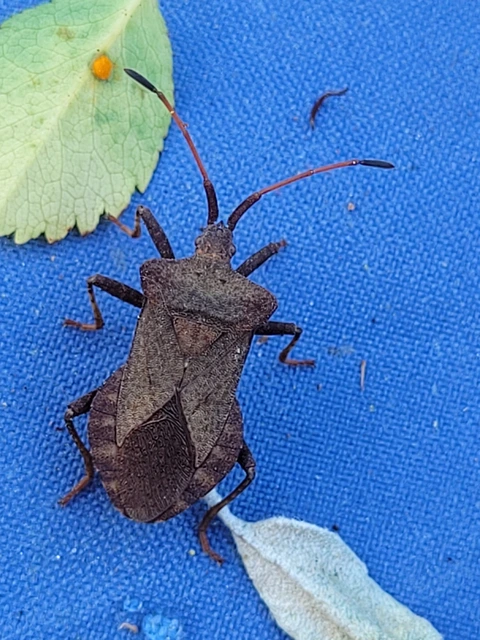 Coreus marginatus - közönséges karimáspoloska