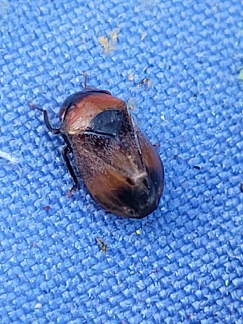 Penthimia nigra - fekete kabóca Penthimia nigra - fekete kabóca
