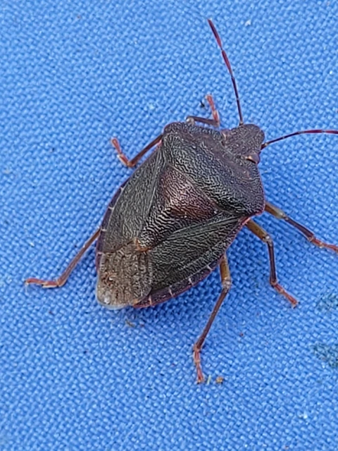 Palomena Palomena