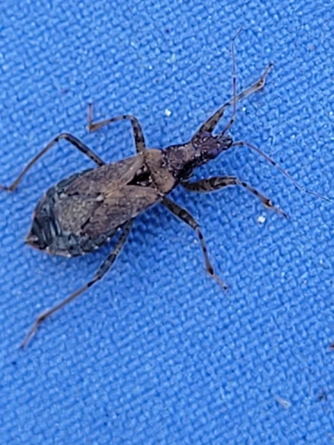 Himacerus