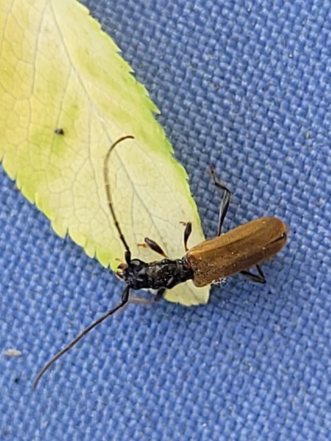 Stenhomalus bicolor - kétszínű hengercincér