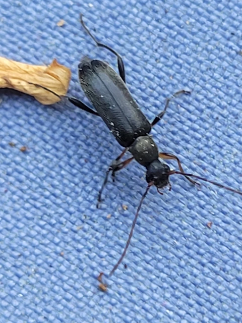 Grammoptera ruficornis - gyűrűscsápú galagonyacincér Grammoptera ruficornis - gyűrűscsápú galagonyacincér
