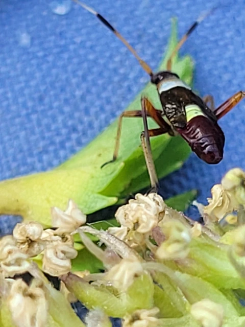 Closterotomus