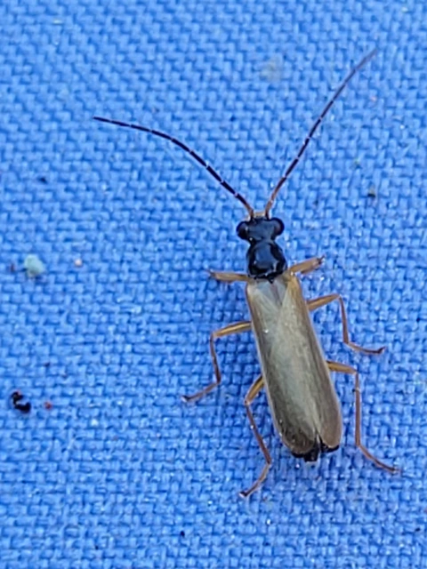 Rhagonycha lignosa - cserjés-lágybogár