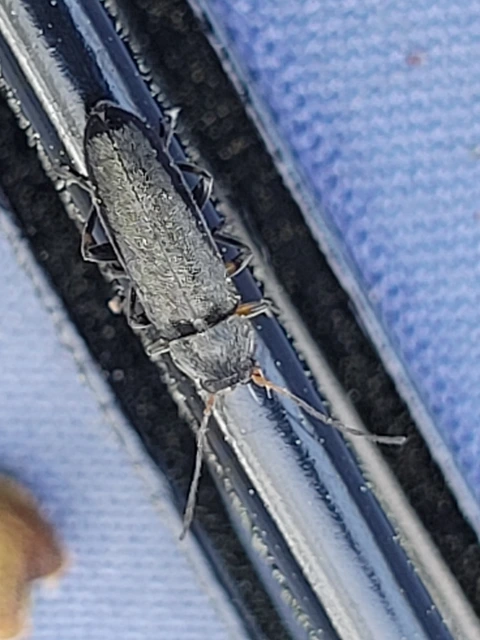 Osphya bipunctata - kétalakú komorka