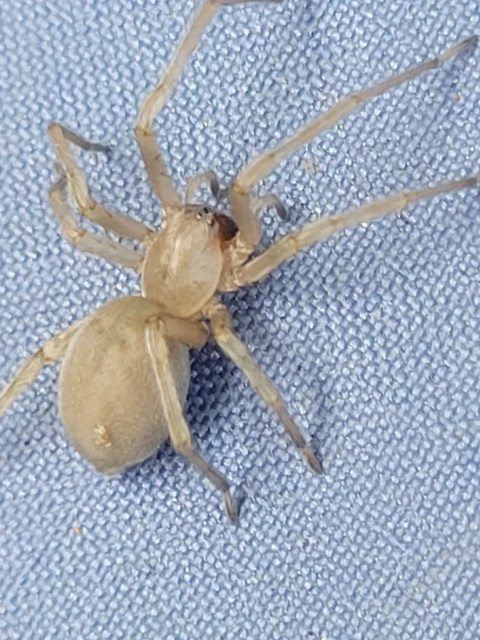 Cheiracanthium