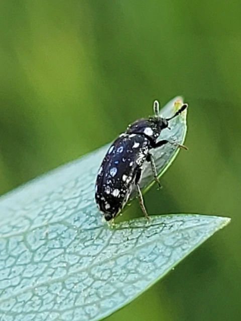 Lanorus punctatus - sokpettyes szűcsbogár